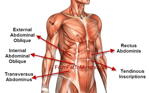 Respiratory muscle training online course: ab-muscles-abdominal-muscles-anatomy-abdominal-muscle ...