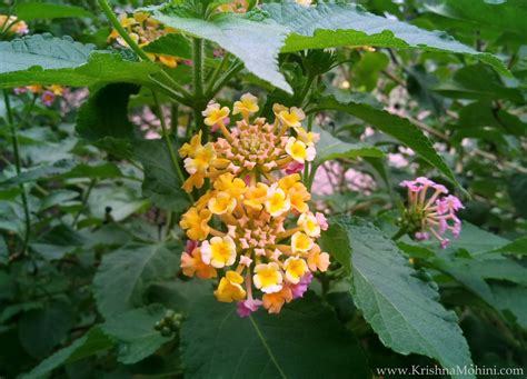 It produces an abundance of brightly colored flowers all summer and fall, and it's a magnet for butterflies (hummingbirds like it, too). Beautiful Lantana Flowers