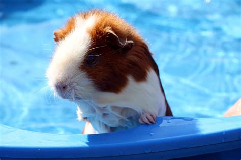 Can I Give My Guinea Pigs A Bath Pets4homes