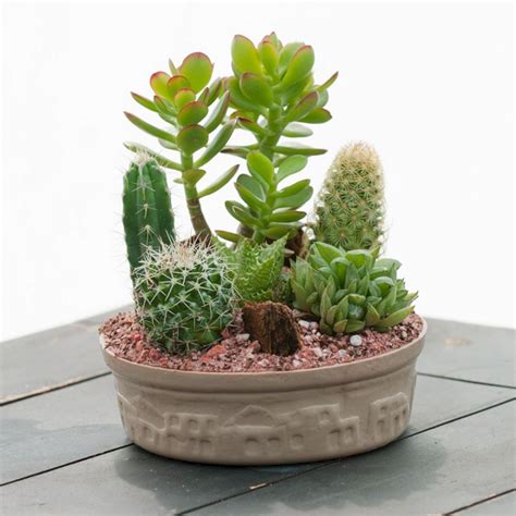 A plant that is wilting or turning brown is begging for attention. Indoor Cactus Design Ideas 38 - DECOREDO