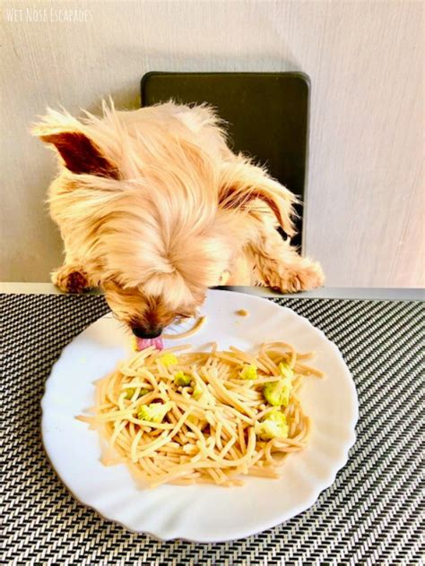 15 Human Food For Yorkies 2021 Wet Nose Escapades Healthy Dog