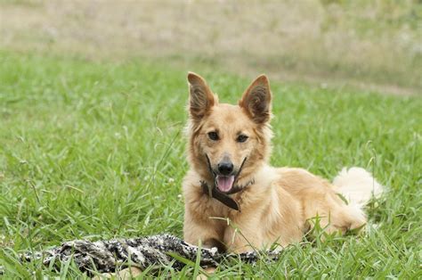 Do You Know Numerous Types Of Strong And Sturdy Shepherd Dogs
