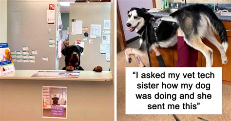 50 Hilarious And Wholesome Moments That Vets Have Experienced At Work