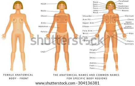There are three different muscle groups found in the back: Female Body Front Surface Anatomy Human Stock Vector ...