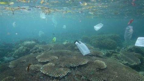 Plastic Waste Sickens Coral Reefs Clean Malaysia