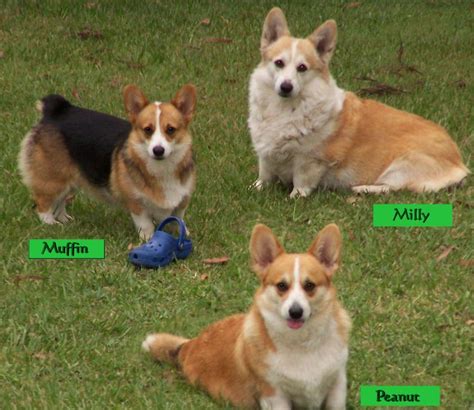 The dorgi is a cross of the pembroke welsh corgi and the dachshund. Inklinfere Kennel Corgi's | Corgi, Cute animals, Animals