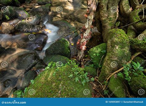 Stone Covered With Moss In Tropical Rainforest Stock Image Image Of