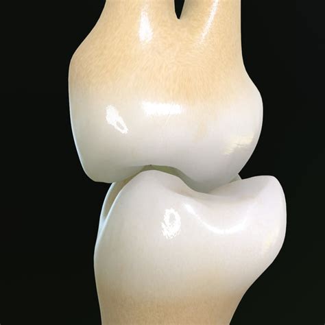Teeth Molars 3d Max