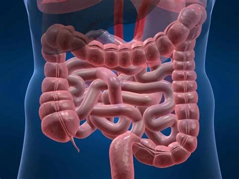 Natural Treatment Of Small Intestine Bacterial Overgrowth