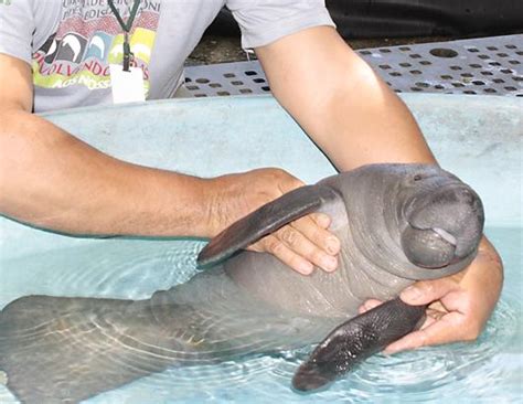 Manatee Rescued Picture Cutest Baby Animals From Around The World