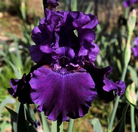 Tall Bearded Iris Iris Deep Purple Dream In The Irises