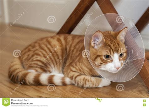 Unlike when cats rub their head against you to show affection, head pressing happens for no apparent reason generally, head pressing in cats occurs when there is a problem with their brain or nervous system. Ginger cat on floor stock photo. Image of head, cute ...