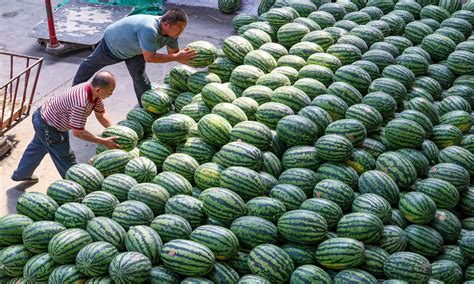 Watermelon Sales Heat Up Global Times