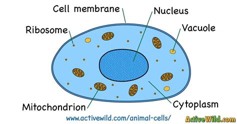 A eukaryote is an organism whose cells contain a nucleus and other structures (organelles) enclosed within membranes. What Is An Animal Cell? Facts, Pictures & Info For Kids ...