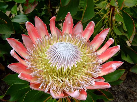 Explore a wide range of the best protea on aliexpress to find one that suits you! All about Proteas - Flower Press
