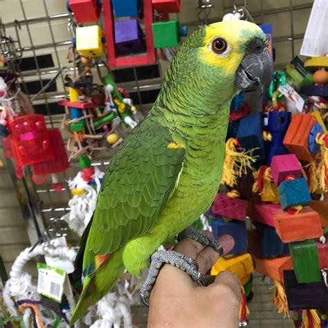 Amazon Parrots For Sale Adoption Birds For Sale Price
