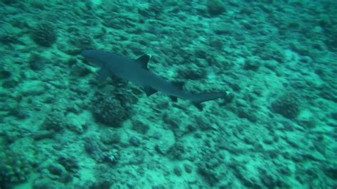 Whitetip Reef Sharks At Molokini Crater Youtube