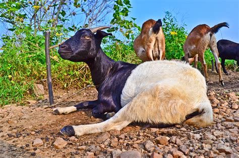 Indian Goat Or Capra Aegagrus Hircus Photograph By Image World