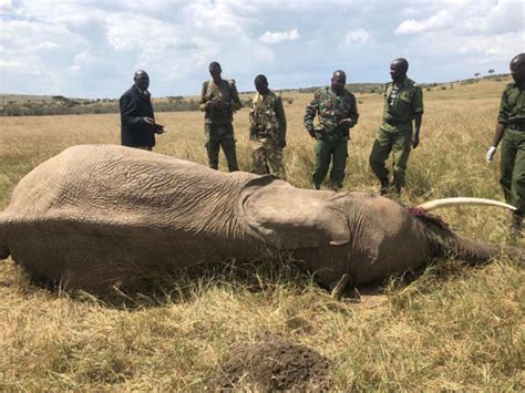 Maasai Mara 26 Elephants Dead In Three Months 11 From Poisoning Report