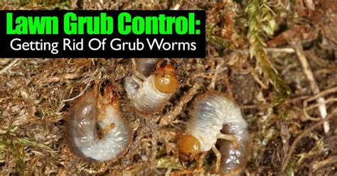 How To Treat Lawn Grub How To Get Rid Of Grubs In Lawn Grub Control
