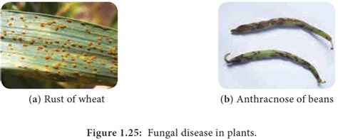 Fungi Milestones In Mycology Characteristic Features Methods Of