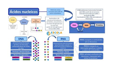 Exercicios Sobre Dna E Rna Com Gabarito Pdf