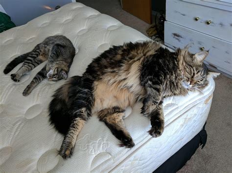 Maine Coon Vs Mixed Breed Short Haired Cat Size Comparison