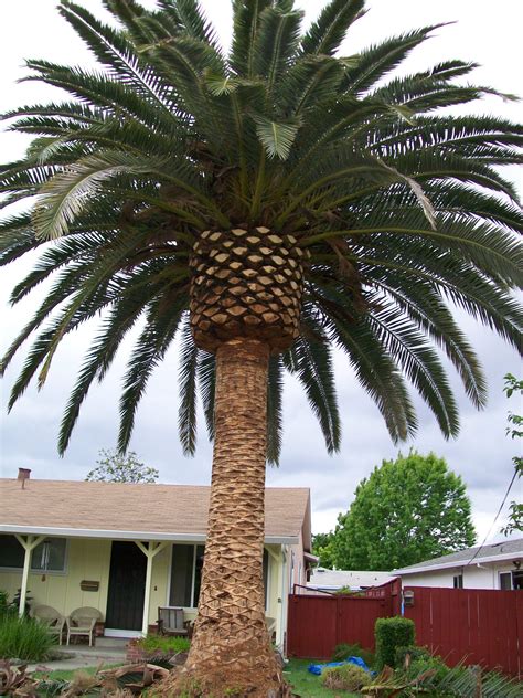 Big Palm Trees For Sale Canary Island Date Palms For Sale Mejool