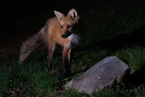 Are Foxes Nocturnal Do They Come Out During The Day