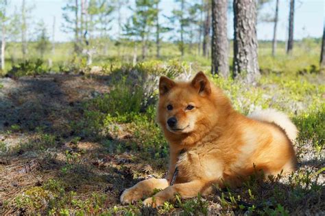 Finnish Spitz Dog Breeds Facts Advice And Pictures Mypetzilla Uk