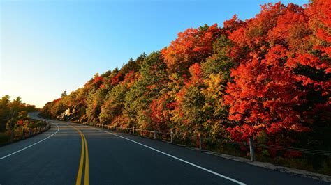Trees Landscape Road Wallpapers Hd Desktop And Mobile Backgrounds