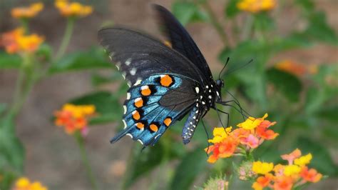 Butterfly With Blue Yellow And Black Color Is Standing On Flower Hd