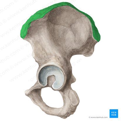 Musculus Tensor Fasciae Latae Anatomie Und Funktion Kenhub