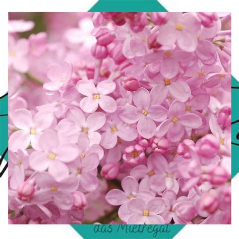25 Blush Lilac Seeds Tree Fragrant Flowers Perennial Seed Flower