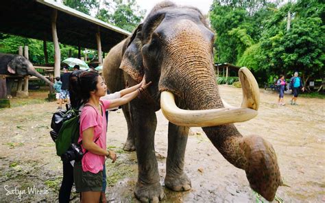 There's so much information online about the different elephant camps, but it's all to help you choose the best elephant camp in chiang mai, we've compiled a directory of all the different camps. Maesa Elephant Camp Chiang Mai, Rumah yang Ramah untuk ...