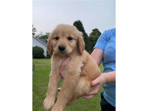 7 Weeks Old Golden Retriever Puppies For Sale In Columbia