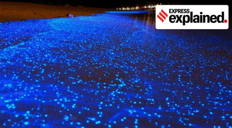 Where To See Bioluminescence Abroad From Jamaica To Japan 40 Off