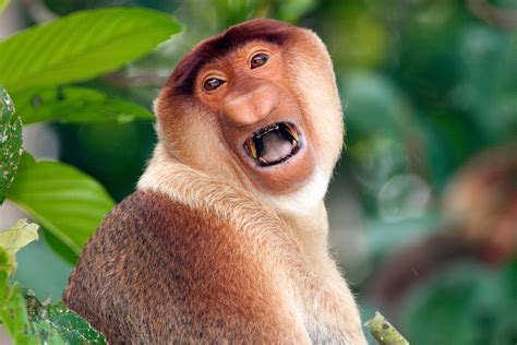 Proboscis-monkey-male - Chris Hill Wildlife Photography