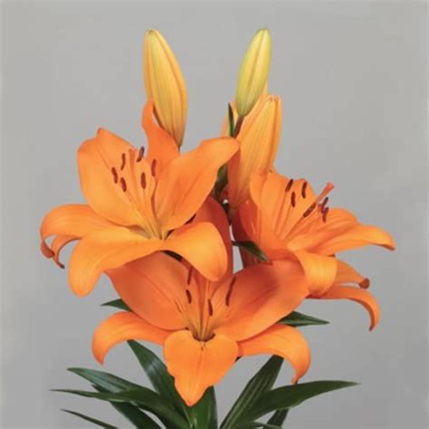 Lily La Cortona Cm Wholesale Dutch Flowers Florist Supplies Uk