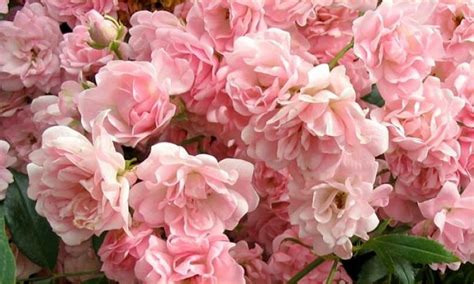 Ground Cover Fairy Rose Collection Pack Of 6 Plants In Red Pink