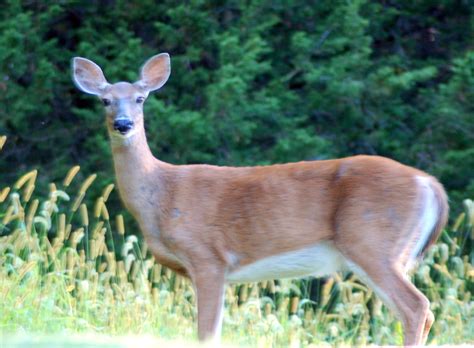 Whitetail Deer 1 Bobmacinnes Flickr