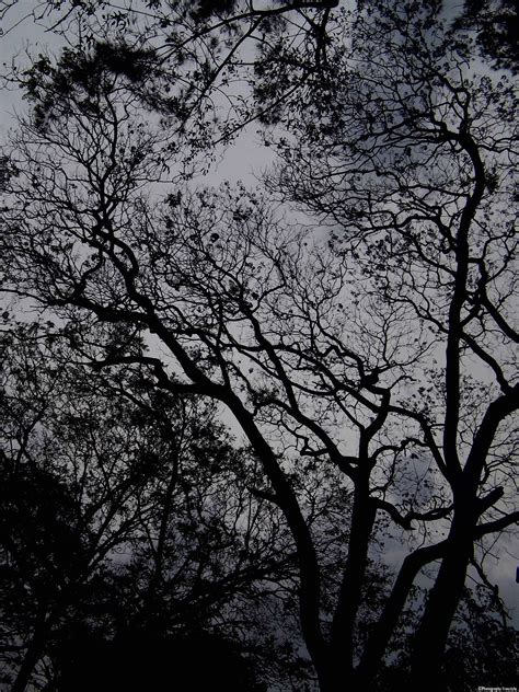 Shadows Of The Trees Andres Galdámez