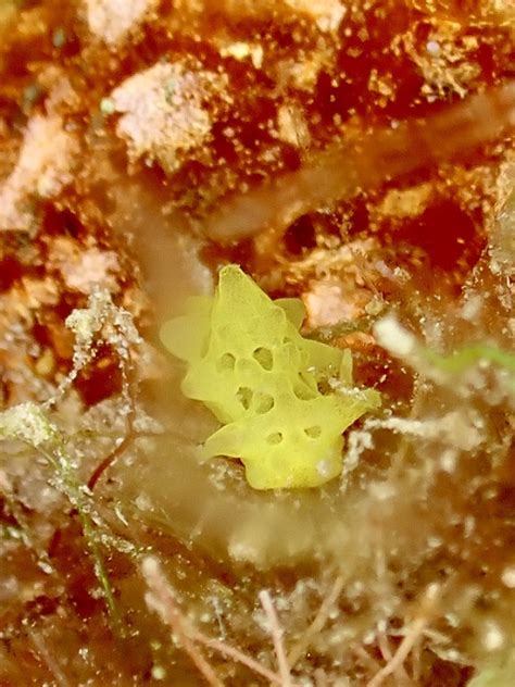 Rare Nudibranch Discovery Highlights Diversity Of Bonaires Reefs
