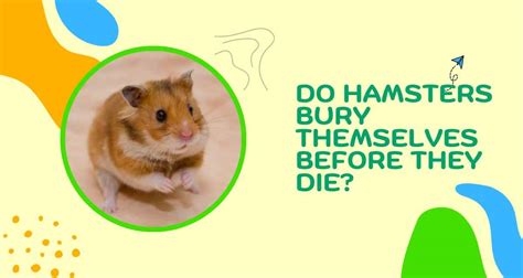 Do Hamsters Bury Themselves Before They Die