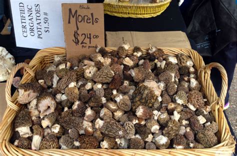 How to Make Money Off of the Morel Mushrooms You Found