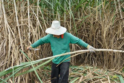 Harvesting Sugarcane A Complete Guide Gardeners Grail