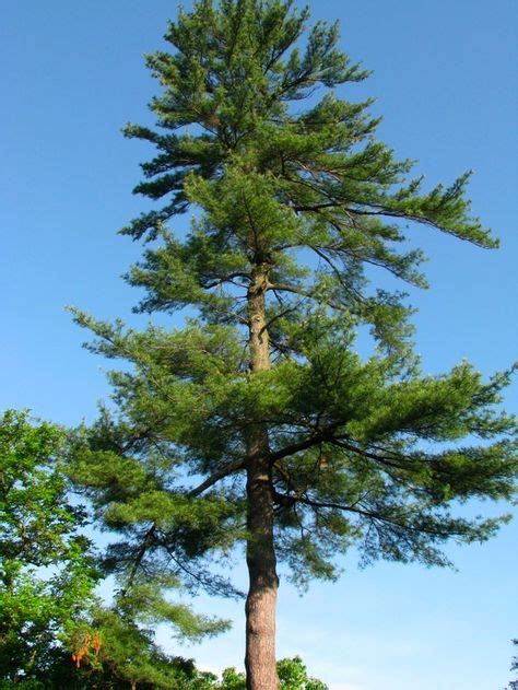 The Eastern White Pine Is The State Tree Of Michigan White Pine Tree