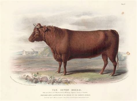 The Breeds Of The Domestic Animals Of The British Islands