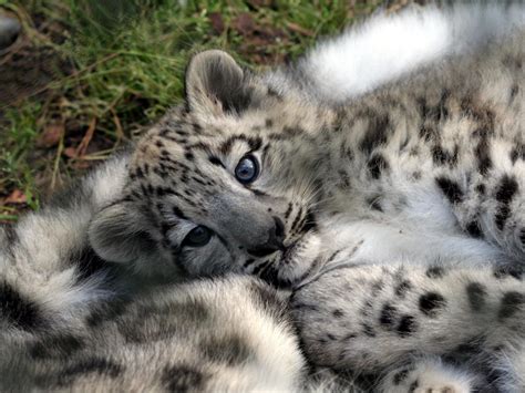 Leopard Cub Baby Animals Photo 19832560 Fanpop