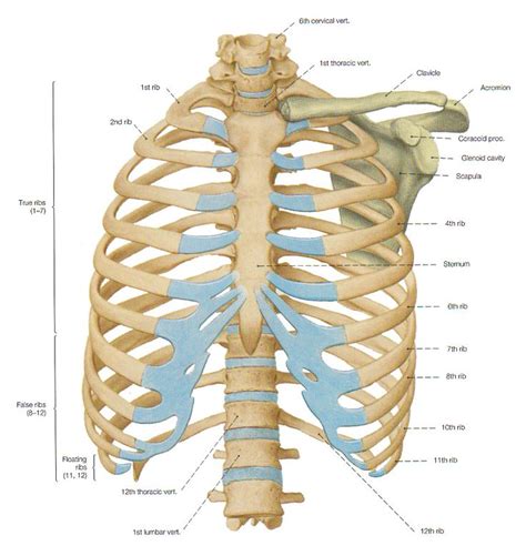 Human Bone Anatomy Ribs Sternum Ribs Clavicle Anterior View